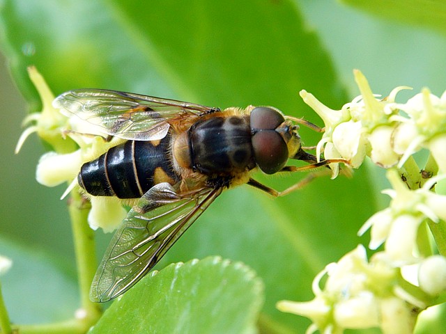 Eristale opinitre, eristalis pertinax