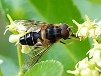 Eristale opiniâtre, eristalis pertinax