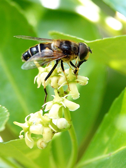 Eristale opinitre, eristalis pertinax