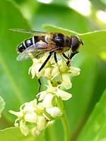 Eristale opiniâtre, eristalis pertinax