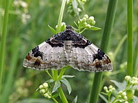 Eubolie sinuée, catarhoe cuculata