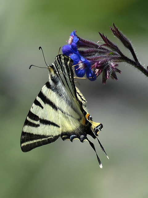 Flamb, voilier, iphiclides podalirius