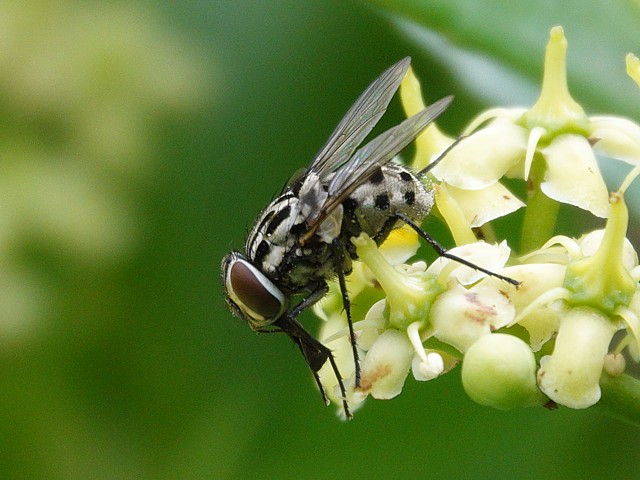 Graphomyie tachete, graphomya maculata