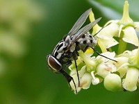 Graphomyie tachetée, graphomya maculata