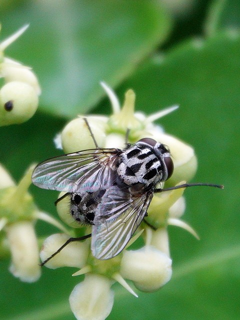 Graphomyie tachetée, graphomya maculata