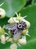 Graphomyie tachetée, graphomya maculata