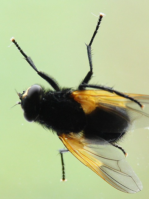 Mesembrine du midi, mesembrina meridiana