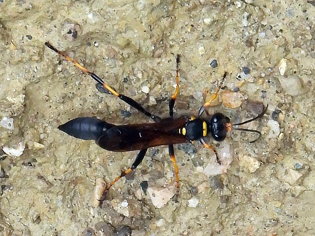 Pélopée maçonne, sceliphron armatorius