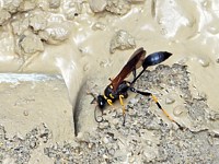 Osmie cornue, osmia cornuta