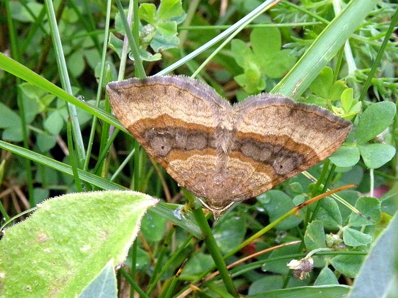 Phalène de l'Ansérine, scotopteyx chenopodiata