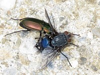 poecile cuivré, poecilus cupreus