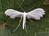 Ptérophore blanc, pterophorus pentadactylus