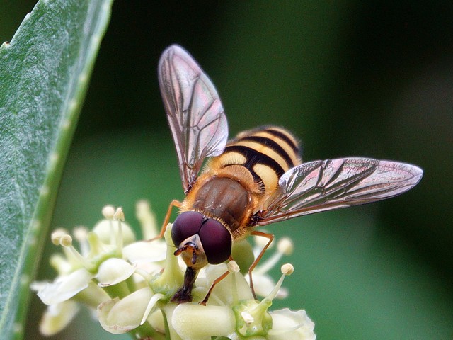 Graphomyie tachete, graphomya maculata