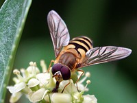 Syrphe du groseiller, syrphus ribesli