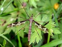 Tipule géante, tipula maxima