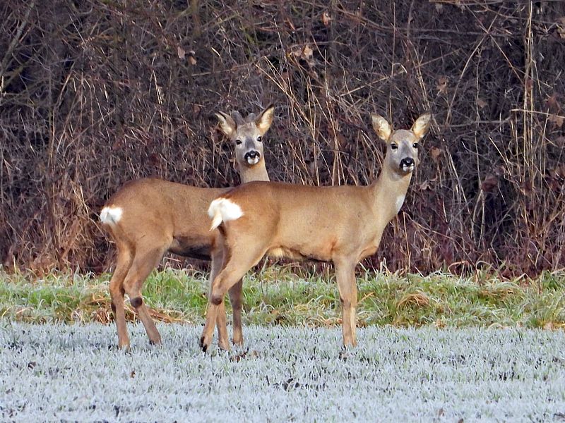 Chevreuils aux agu�ts