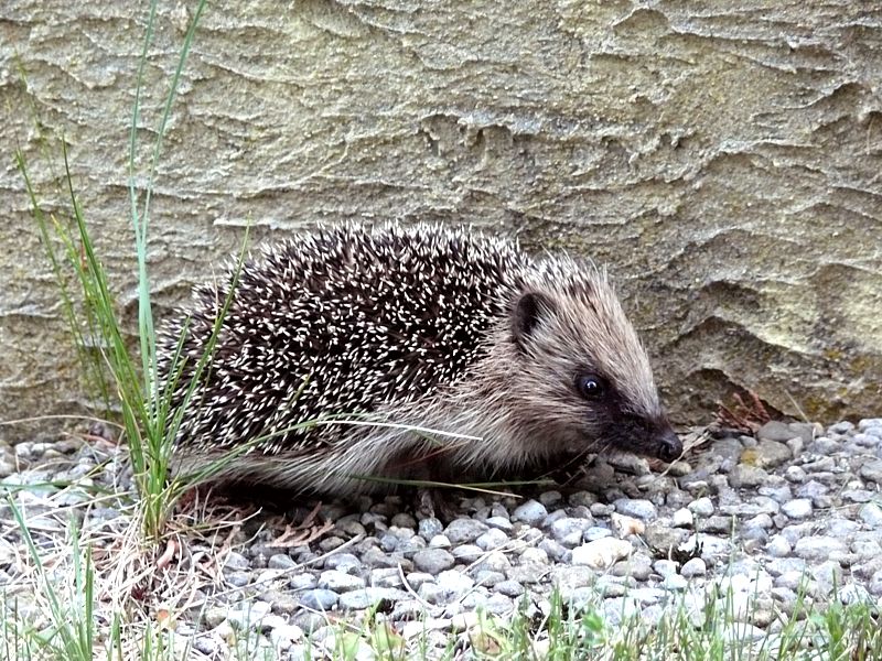 H�risson, erinaceus europaeus