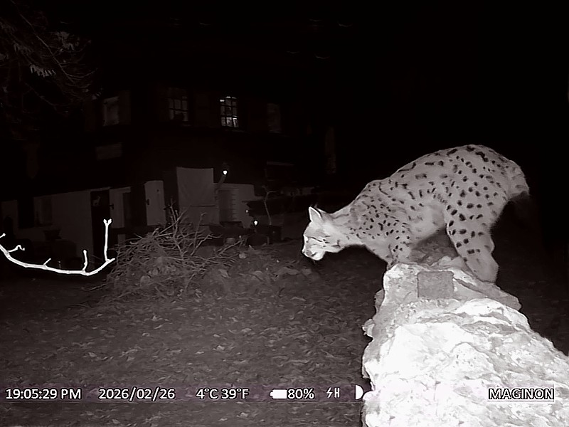 Lynx en cam�ra de chasse