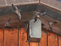 Rentrée des pipistrelles