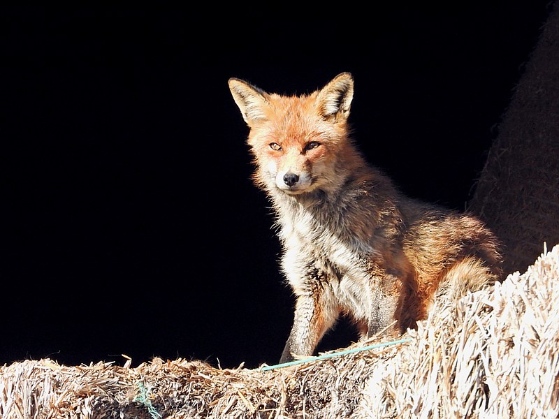 Renard dans une grange