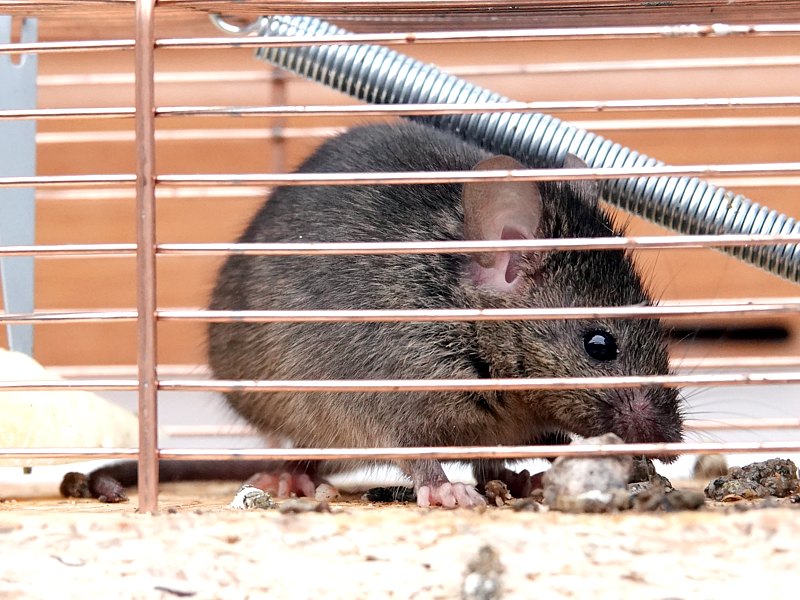 Souris grise, mus musculus