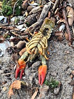 Ecrevisse Signal morte