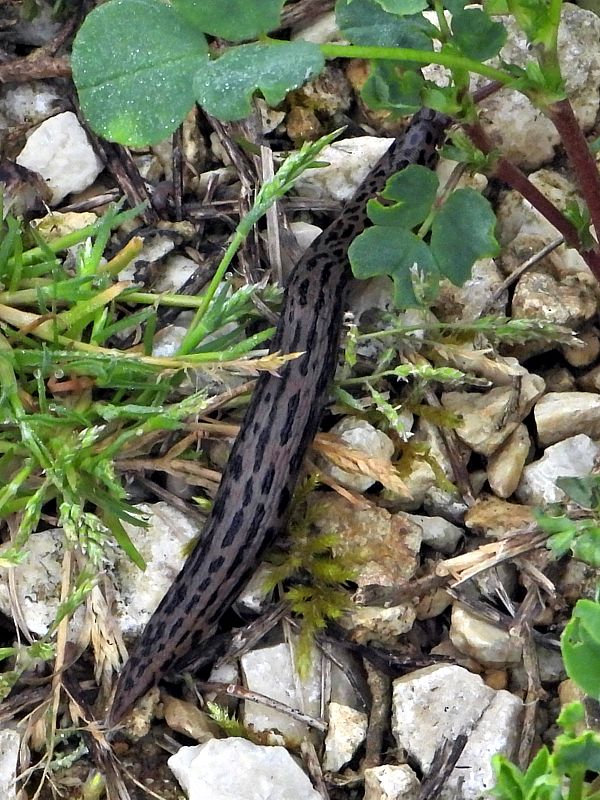 Limace l�opard, grande limace,  limax maximus