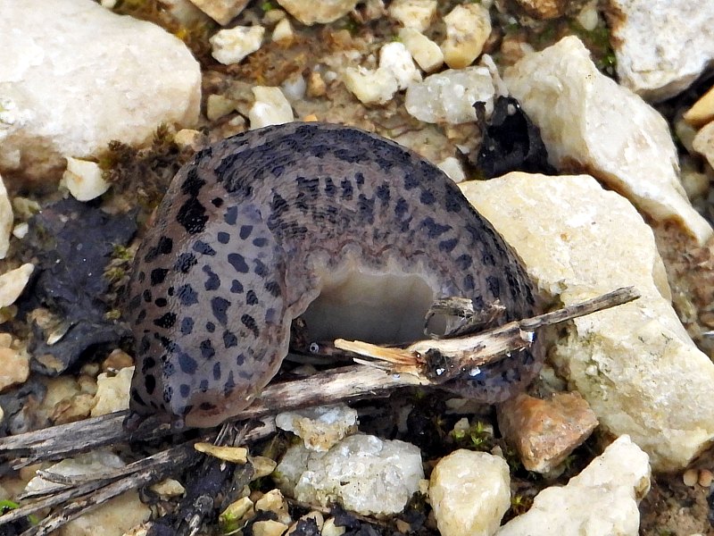 Limace léopard, grande limace,  limax maximus