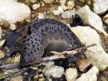 Grande limace, limax maximus