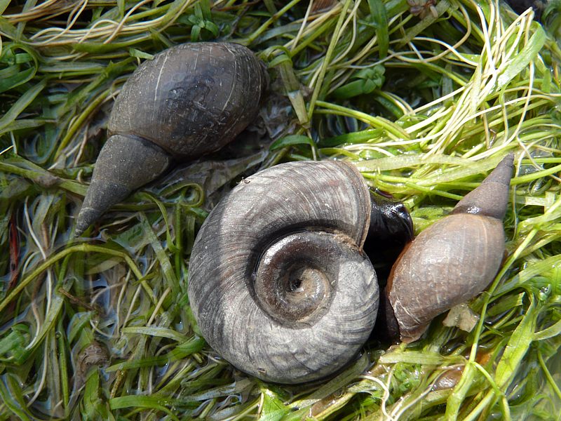 Planorbe des tangs, planorbius corneus