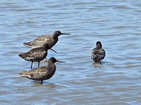 Chevaliers arlequins