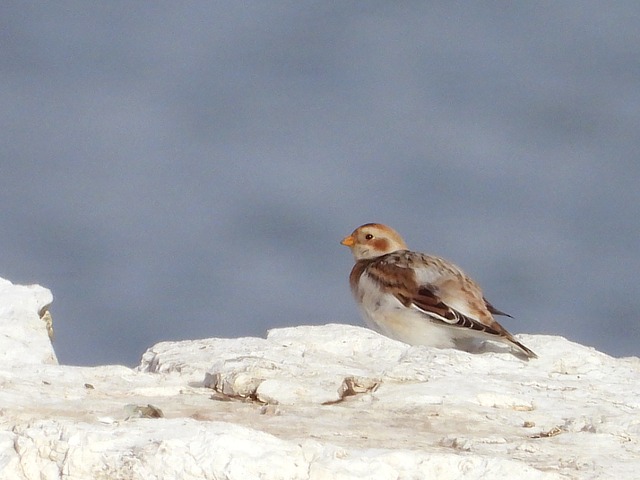 Bruant des neiges, plectrophenax nivalis