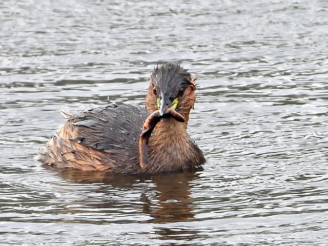 Grbe castagneux, tachybtus ruficollis