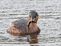 Grèbe castagneux, tachybtus ruficollis