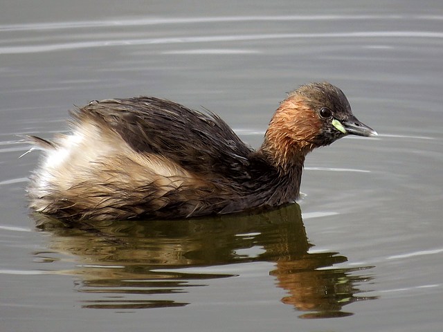 Grbe castagneux, tachybtus ruficollis