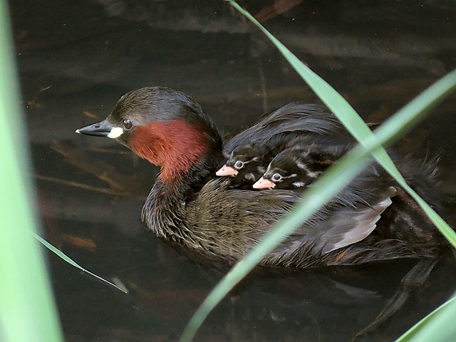 Grbe castagneux, tachybtus ruficollis