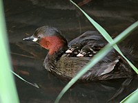 Grèbe castagneux et ses poussins