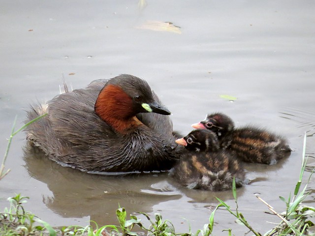 Grbe castagneux et deux poussins