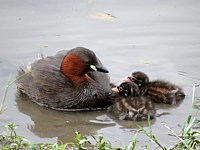 Grèbe castagneux avec poussins