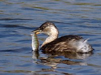 Pêche de Castagneux