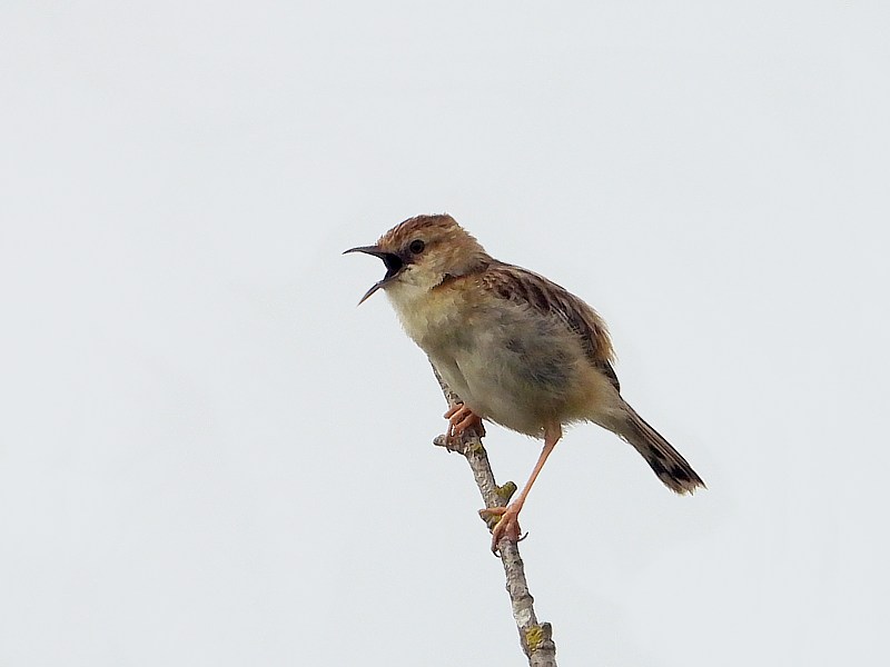 Cisticole des joncs, cisticola juncidis