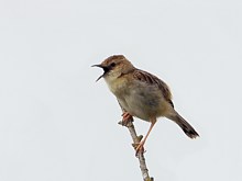 Phragmite des joncs, acrocephalus palustris
