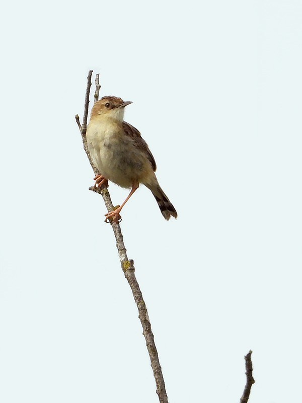 Cisticole des joncs, cisticola juncidis