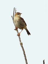 Phragmite des joncs, acrocephalus palustris