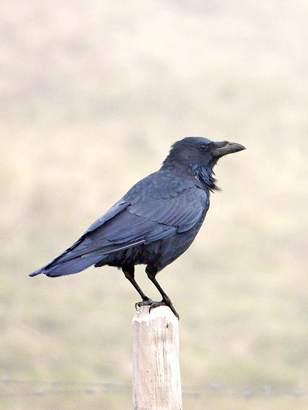 Grand corbeau, corvus corax