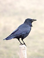 Grand corbeau