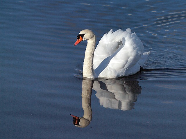 Cygne tubercul, cygnus olor