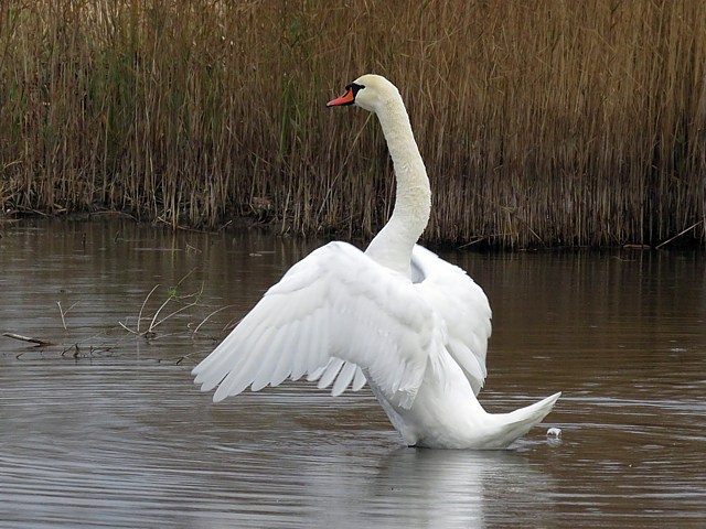 Petits cygnes au nid