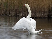 Cygne tuberculé, cygnus olor