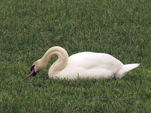 Cygne dans l'herbe